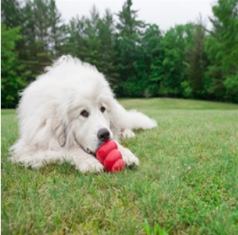 Kong Classic Rood